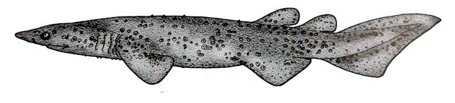 Echinorhinus brucus _0222542.jpg